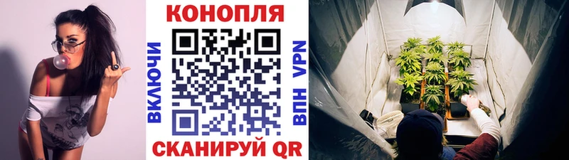 Бошки Шишки гибрид  как найти   Лосино-Петровский 